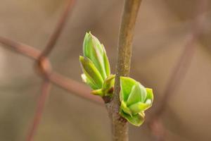 primeros brotes de primavera en la rama de un árbol, de cerca foto