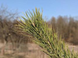 young pine tree close up photo