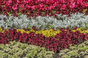 colorful background of bloomig flowers photo