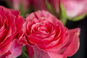 Pink roses in a white vase on black backrgound photo