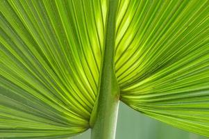closeup of green palm leaf photo