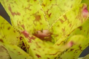 bromeliad closeup background photo