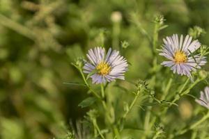 aster purpel sobre fondo verde foto