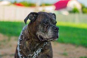 portrait of an old german boxer on the street photo