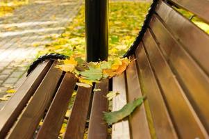 hojas de arce en el banco del parque foto