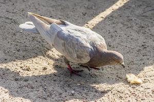 brown pigeon is ready to eat bread on pavement photo