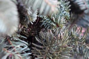 closeup spruce. Fir tree brunch background, toned photo