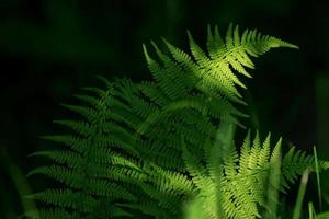 ferns leaves green foliage. natural floral fern background in sunlight. photo