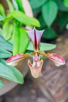 blooming exotic Orchid Paphiopedilum in botanical garden photo