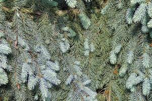 closeup of blue spruce tree branch. photo