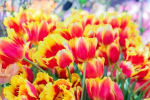 field of bright tulips Canary o red and yellow colors in the garden photo