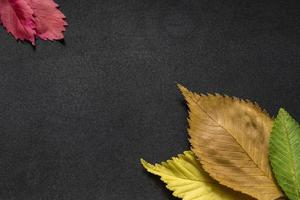 colorful leaves of elm tree on black background photo