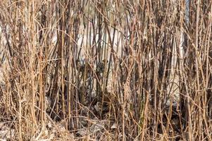 sparrow is hiding in dry bushes in the park photo