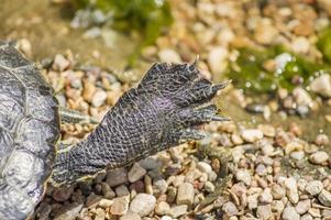 closeup of Red eared slider turtle paw Trachemys scripta elegans photo