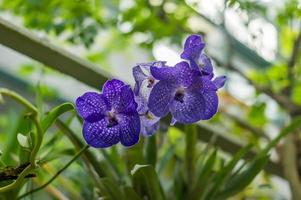 blooming violet orchid flower photo