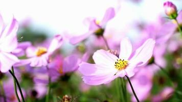 Close up of pink cosmos flowers in wind video