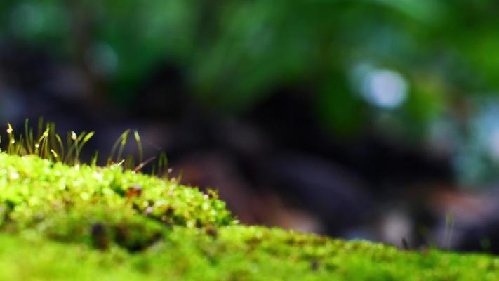 苔蘚影片