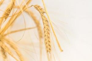 closeup of ears of wheat on white background, selective focus photo