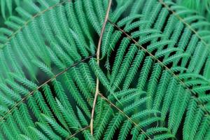 fern natual background photo