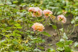 arbusto de rosas rosadas florecientes en el fondo verde