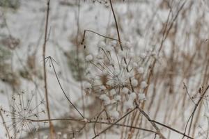 dried conium plant in winter photo