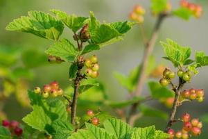 close up of Red currant bush in the garden photo