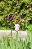 Dark red tulip in grass background photo