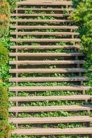 Old wooden stairway in the park photo