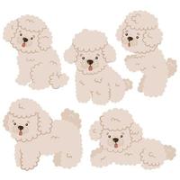 Set of cute mini poodles isolated on white background. Vector graphics.