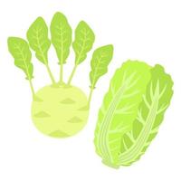 Kohlrabi and Chinese Cabbage vector