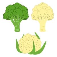 Broccoli and Cauliflower, Cabbage Vegetable vector