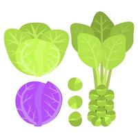 White and Red Cabbage with Brussels Sprouts, Vegetable Set vector