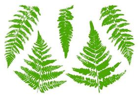 Fern Leaves Paint Print vector