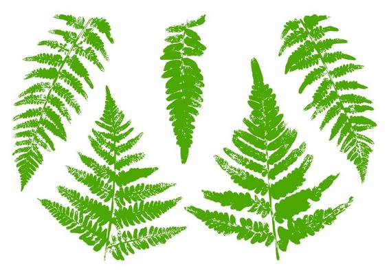 Fern Leaves Paint Print