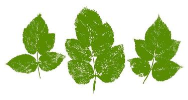 Raspberry Leaves Paint Print vector