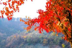 hojas de arce coloridas en el otoño en el fondo de la naturaleza foto