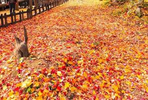 Colorful Maple leaves in the autumn on fall nature background photo