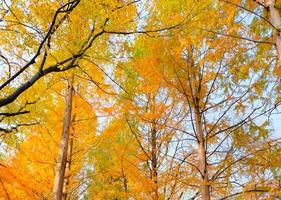Beautiful colour Pine trees in autumn on sky background photo