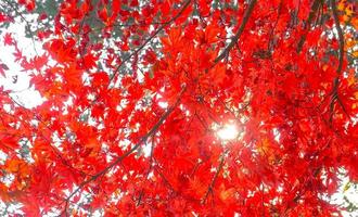 hojas de arce rojo en la temporada de otoño en la isla de nami, corea del sur foto