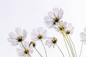 Cosmos flor blanca hermosa floración aislada sobre fondo blanco, espacio de copia foto