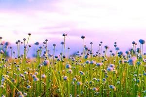 campo de flores de hierba blancahermoso crecimiento y florecimiento salvaje foto