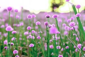 Pink wild flower fields.Beautiful growing and blooming in the morning,selective focus photo