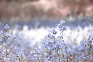 Flower blossom on field,Beautiful growing and flowers on meadow blooming in the morning.Soft pastel on nature bokeh background,vintage style photo