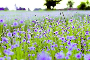 flor de flor borrosa, púrpura en el campo. hermoso crecimiento y flores en el prado que florece en la mañana foto