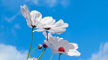 vista de ángulo bajo de las plantas con flores de cosmos blanco contra el cielo azul foto