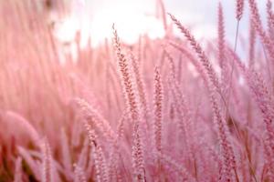 borroso, flor de hierba silvestre, hermoso crecimiento y flores en la pradera sobre fondo rosa pastel de enfoque suave foto