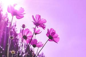 Soft focus of Beautiful pink cosmos with fading into pastel pink flower,full bloom a spring season. photo