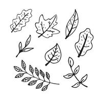 Vector flat illustration autumn leaves outline. Doodle objects are cut out