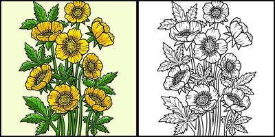 Bulbous Buttercup Flower Colored Illustration