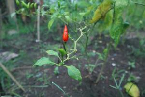 Hot chili peppers growing plant. Red and green Chile peppers plant photo